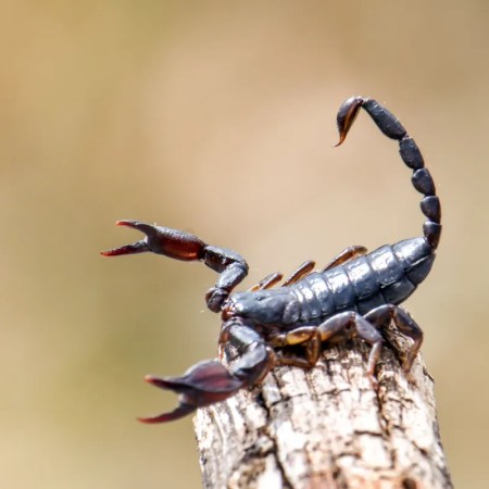 Toxina de escorpião brasileiro mostra eficácia contra o câncer de mama em estudo da Unesp.