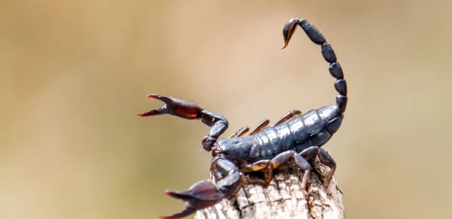 Toxina de escorpião brasileiro mostra eficácia contra o câncer de mama em estudo da Unesp.