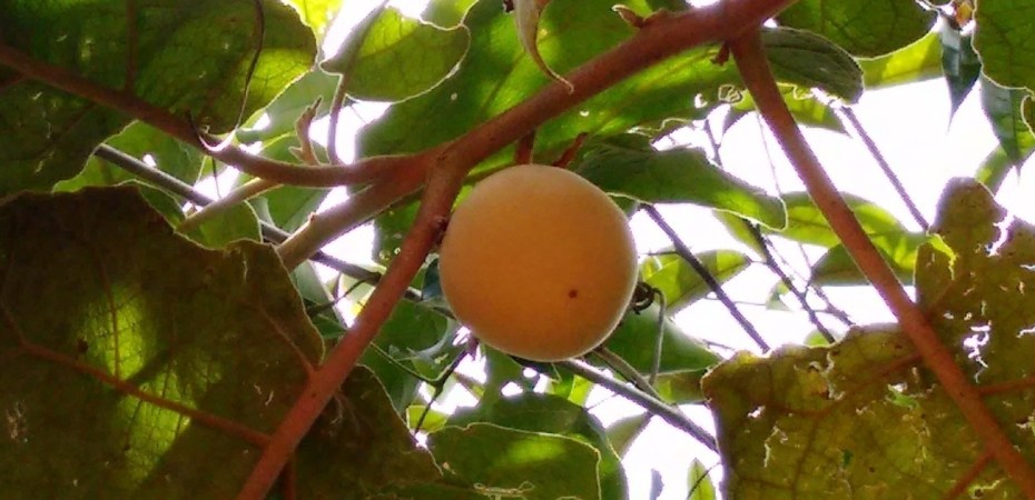 Frutos da lobeira (Solanum lycocarpum), alimento preferido do lobo‑guará e fonte dos compostos anticancerígenos.